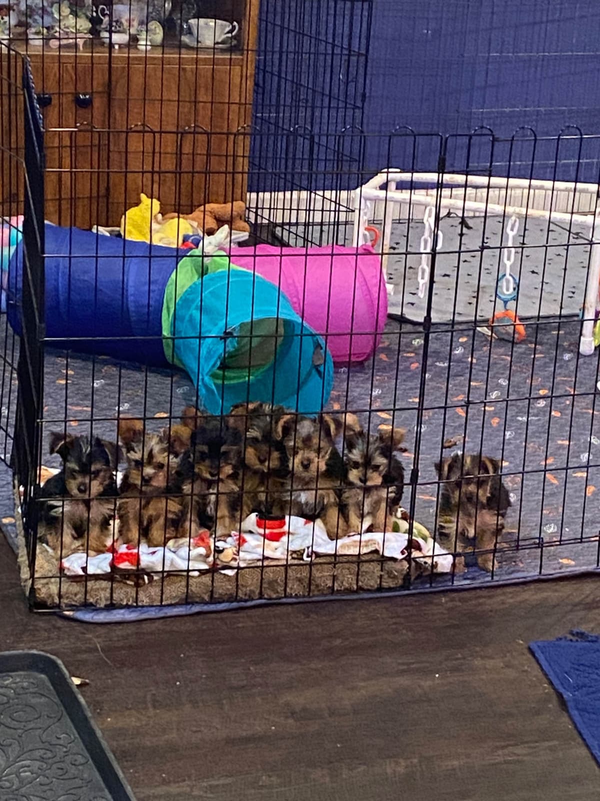Yorkshire Terrier Puppies breeder image 28