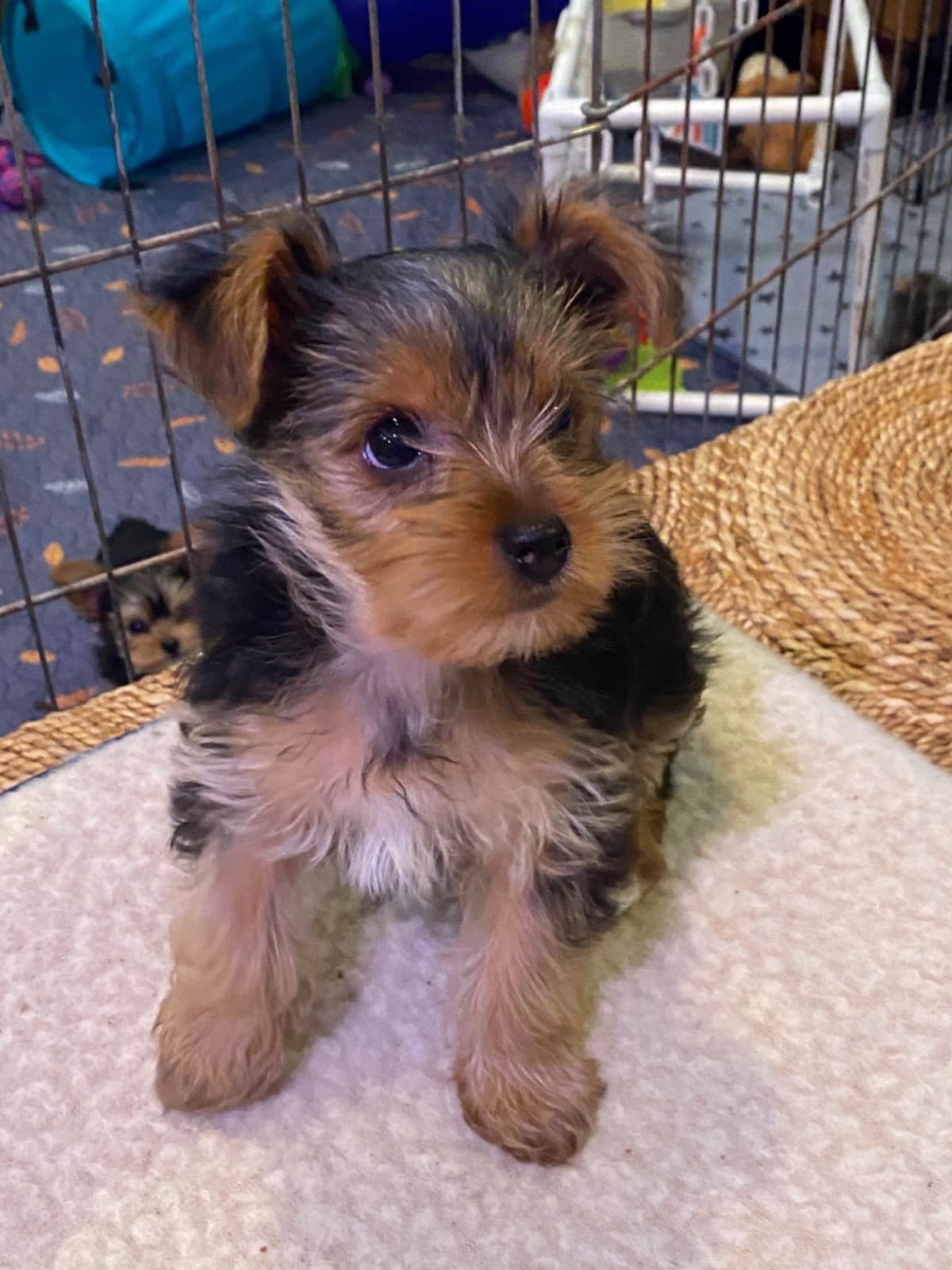 Yorkshire Terrier Puppies breeder image 26
