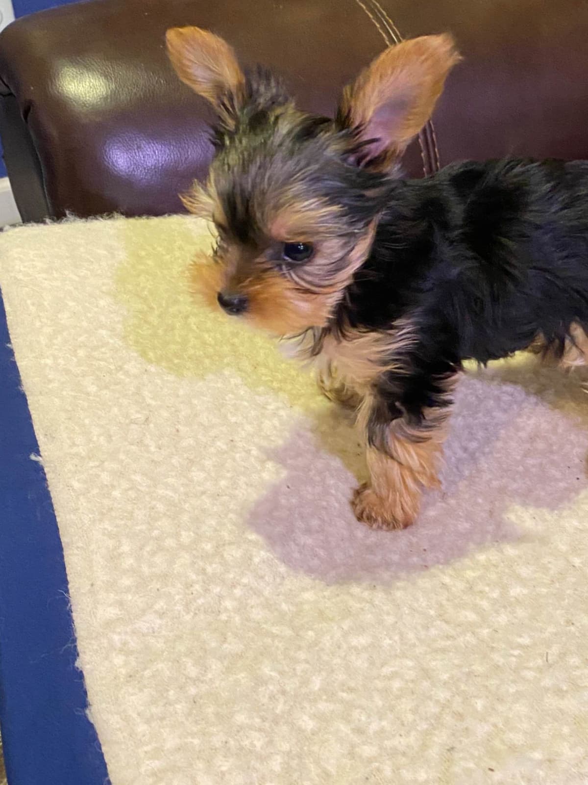 Yorkshire Terrier Puppies breeder image 27
