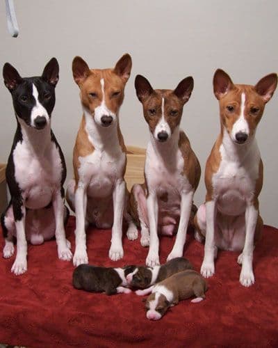 Basenji Puppies and adults available, fully health tested parents breeder image 5