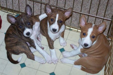 Basenji Puppies and adults available, fully health tested parents breeder image 1