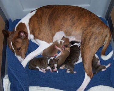 Basenji Puppies and adults available, fully health tested parents breeder image 2