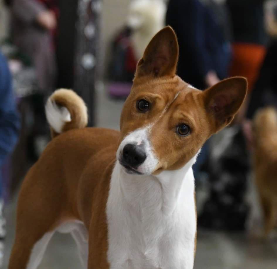 Basenji Puppies and adults available, fully health tested parents breeder image 3