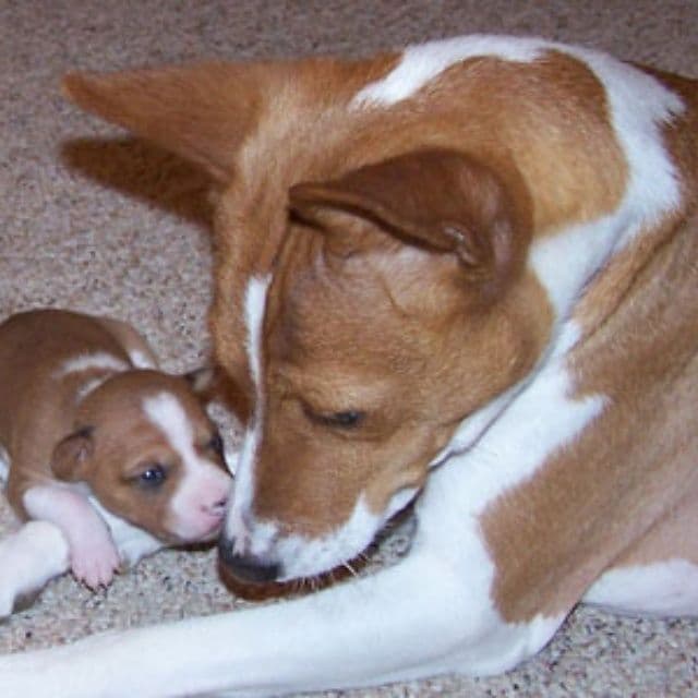 Basenji Puppies and adults available, fully health tested parents breeder image 4