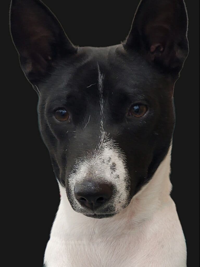 Basenji Puppies and adults available, fully health tested parents breeder image 6