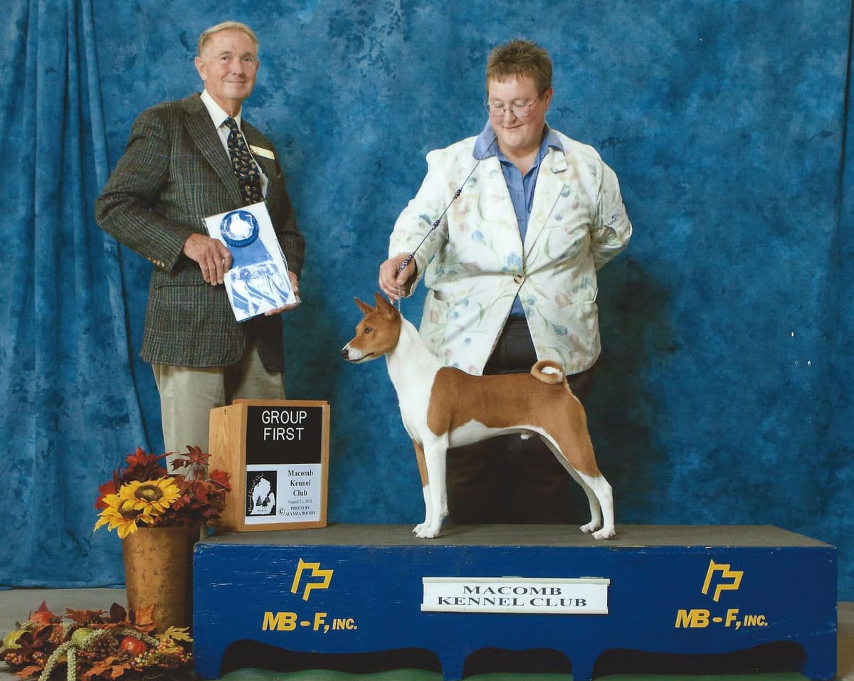 Basenji Puppies and adults available, fully health tested parents breeder image 7