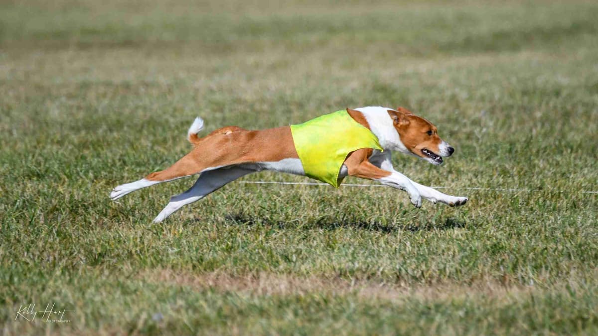 Basenji Puppies and adults available, fully health tested parents breeder image 8