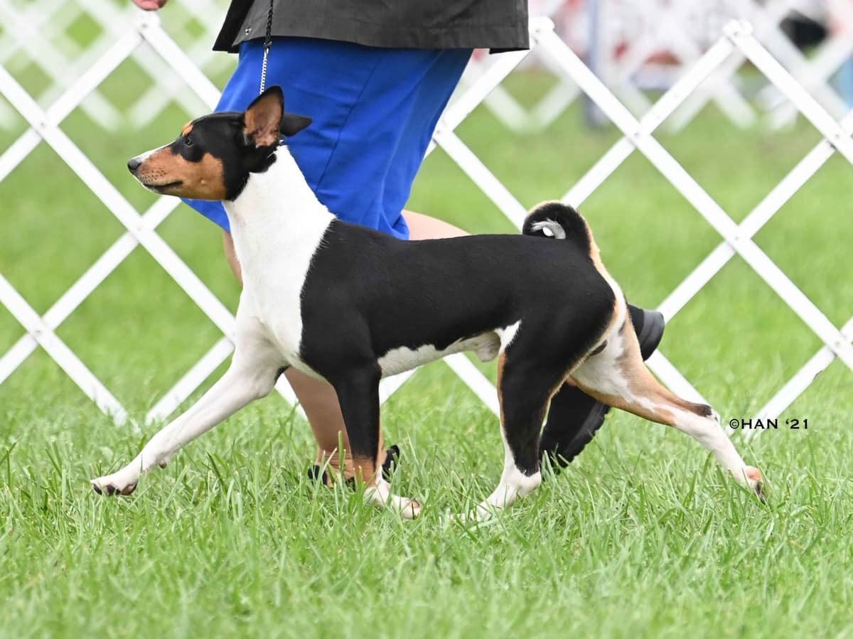Basenji Puppies and adults available, fully health tested parents breeder image 10