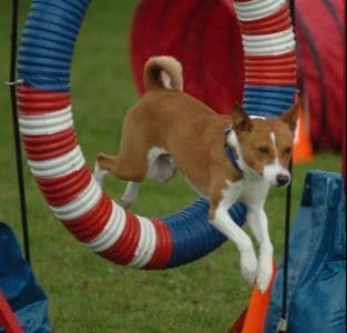 Basenji Puppies and adults available, fully health tested parents breeder image 9