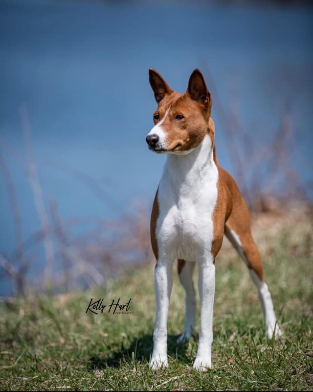 Basenji Puppies and adults available, fully health tested parents media 4