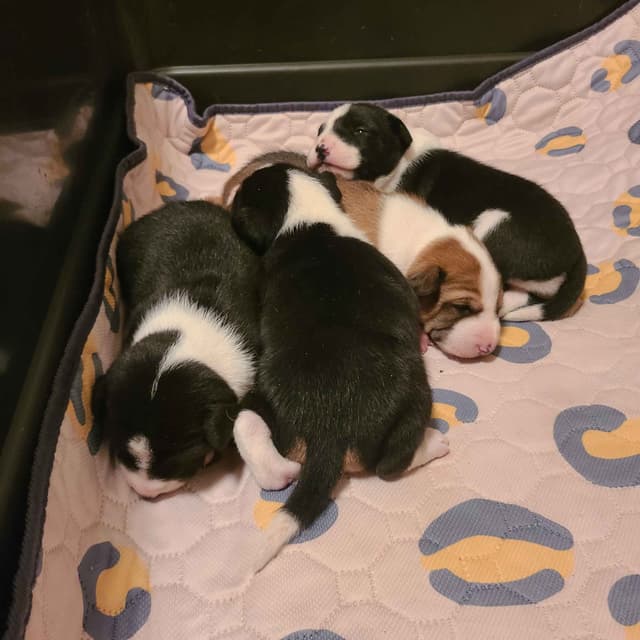 Basenji Puppies and adults available, fully health tested parents media 5