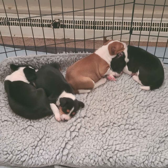 Basenji Puppies and adults available, fully health tested parents media 7