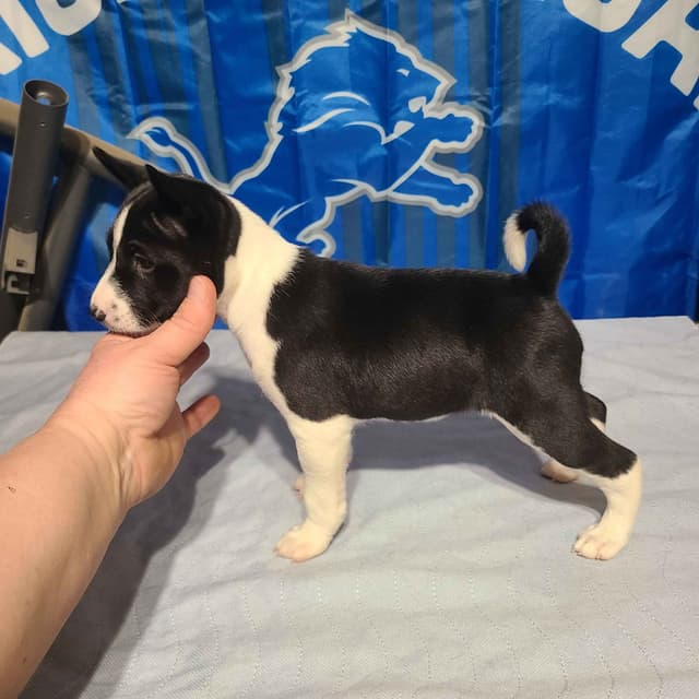 Basenji Puppies and adults available, fully health tested parents media 10