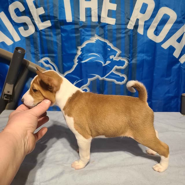 Basenji Puppies and adults available, fully health tested parents media 9