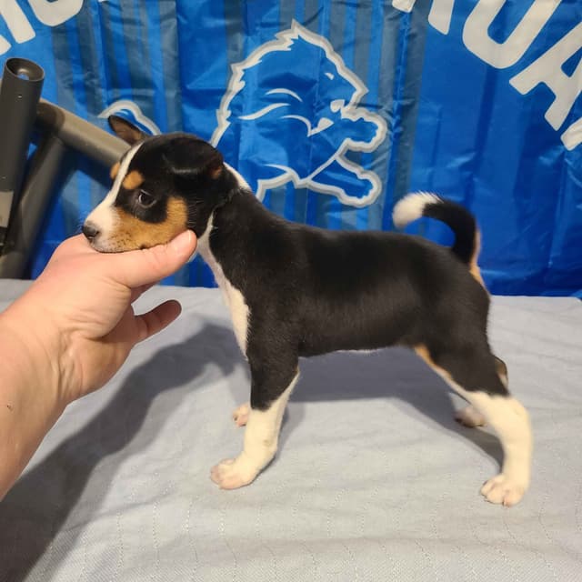 Basenji Puppies and adults available, fully health tested parents media 11