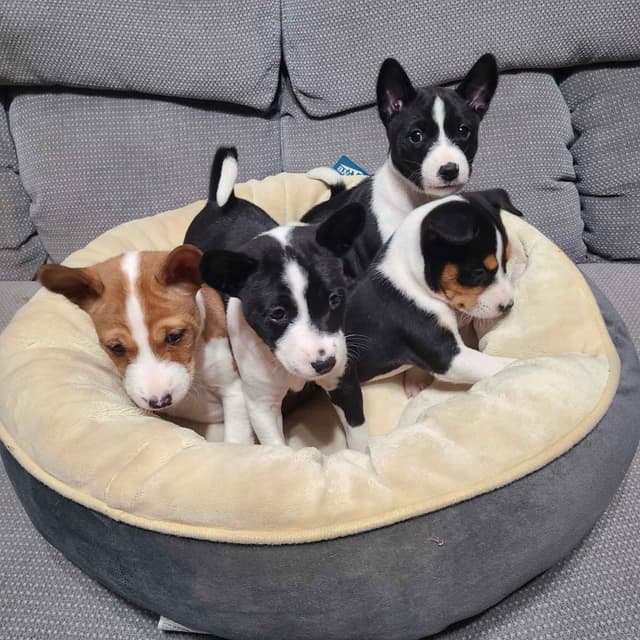 Basenji Puppies and adults available, fully health tested parents media 8