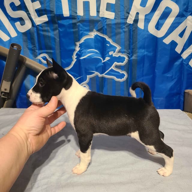 Basenji Puppies and adults available, fully health tested parents media 6