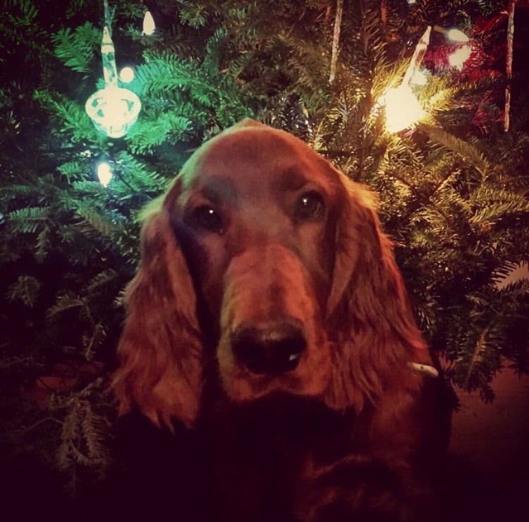 Male Irish Setter Puppy breeder image 2