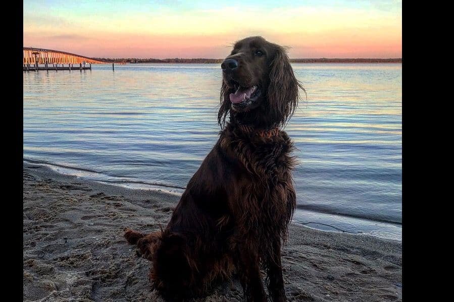Male Irish Setter Puppy breeder image 1