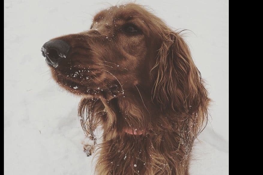 Male Irish Setter Puppy breeder image 3