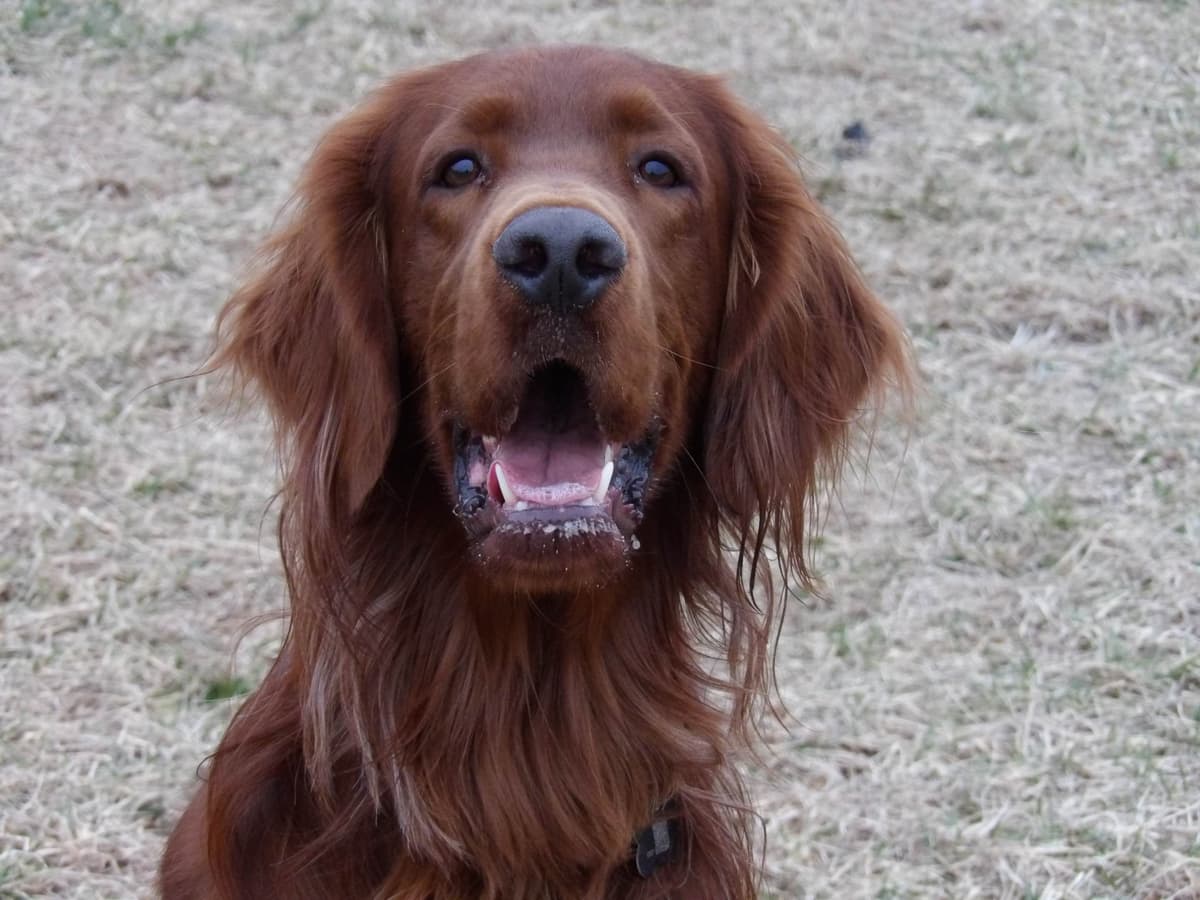 Male Irish Setter Puppy breeder image 8
