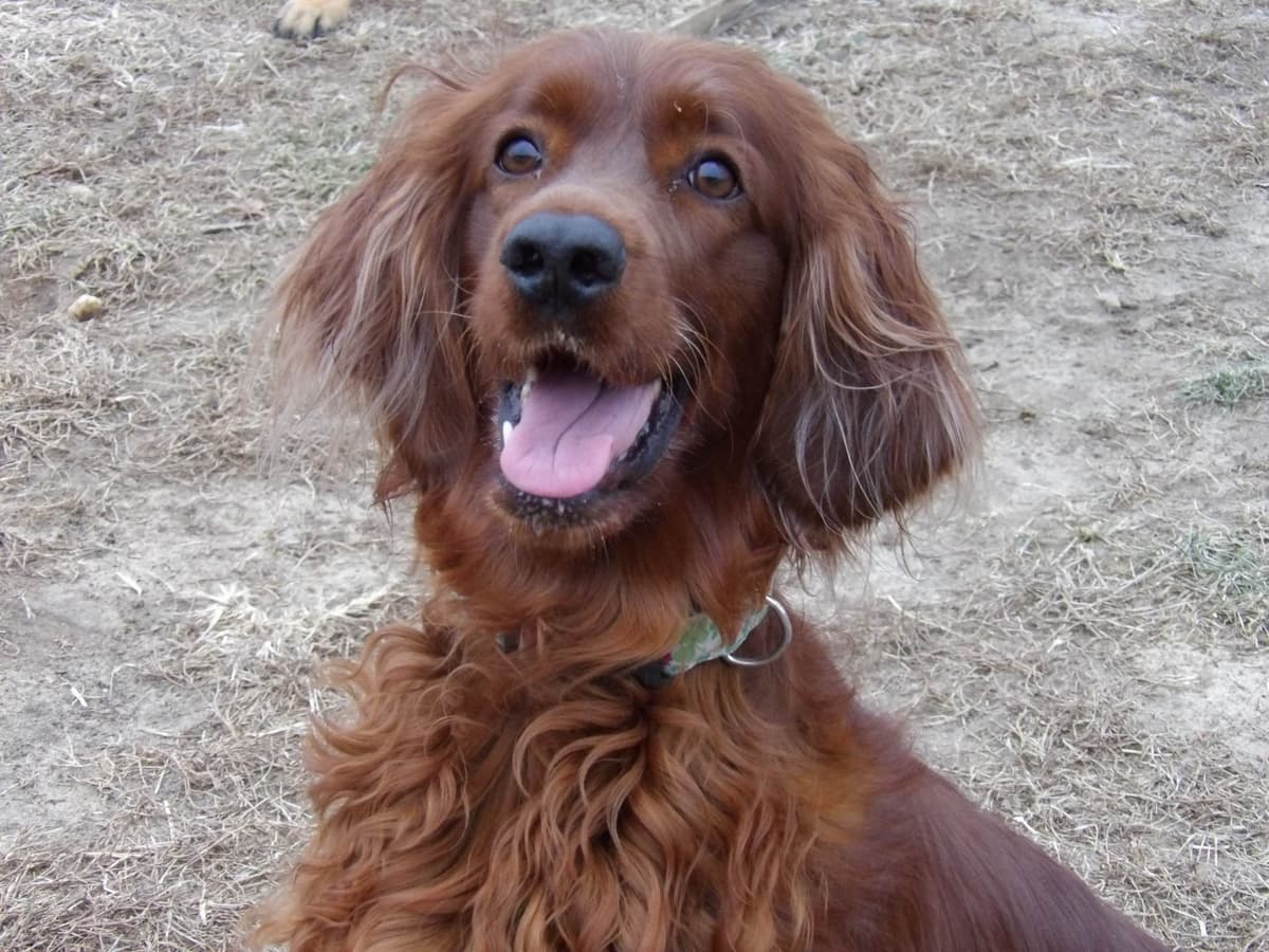 Male Irish Setter Puppy breeder image 9
