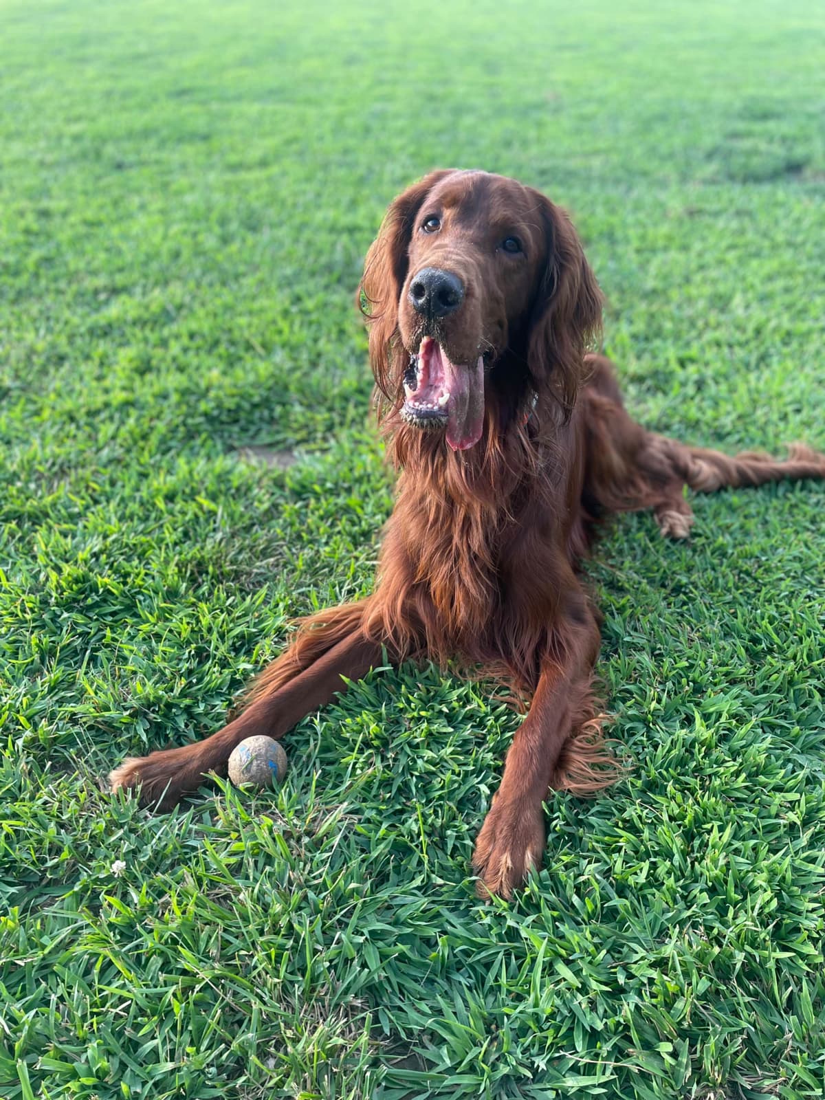 Male Irish Setter Puppy breeder image 11