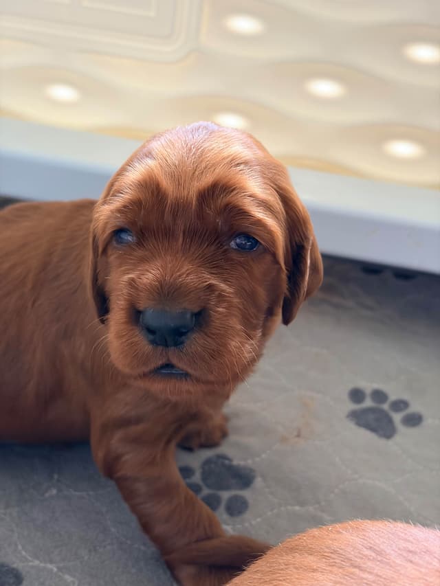 Male Irish Setter Puppy media 2