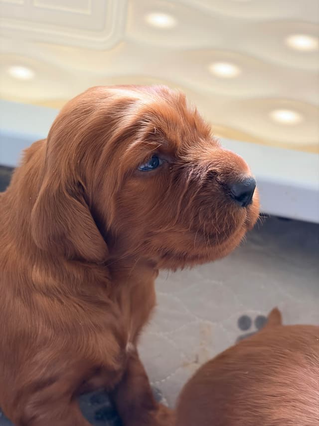 Male Irish Setter Puppy media 4