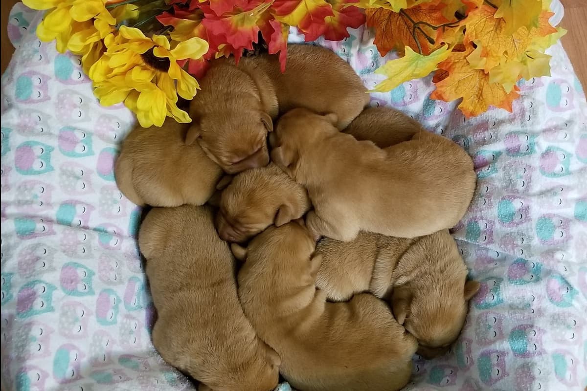Shih Tzu Puppies breeder image 11