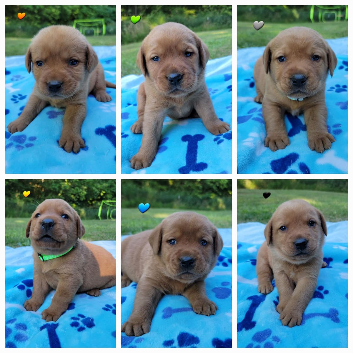 Shih Tzu Puppies breeder image 10