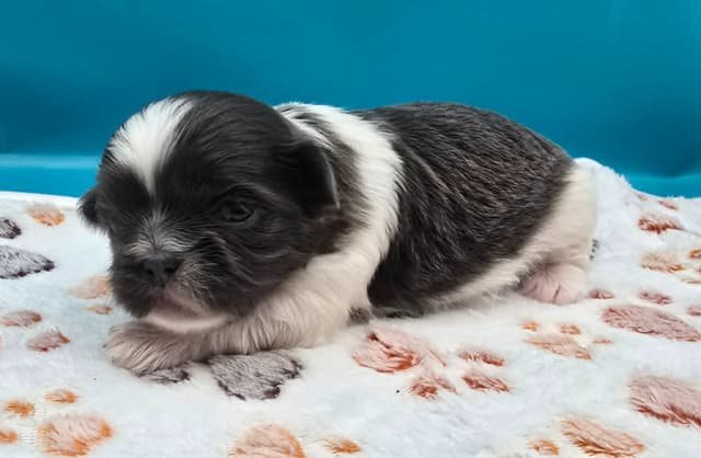 Shih Tzu Puppies media 3