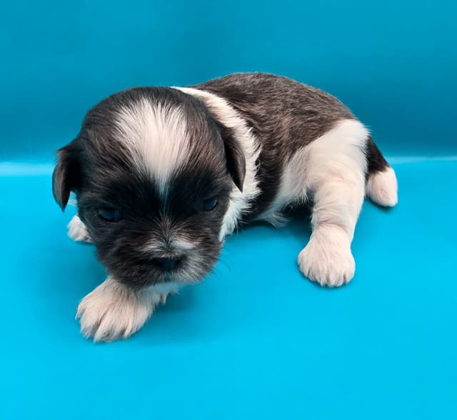 Shih Tzu Puppies media 2