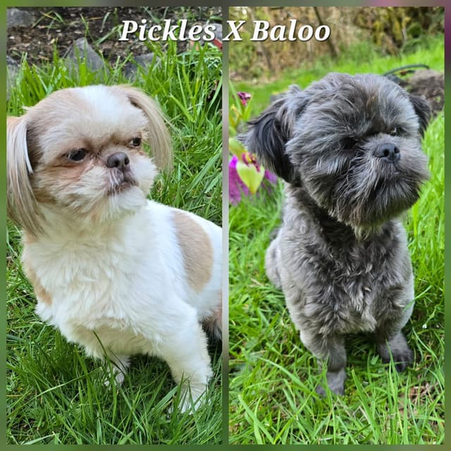 Shih Tzu Puppies media 4