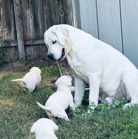 Labrador Retriever Puppies media 4