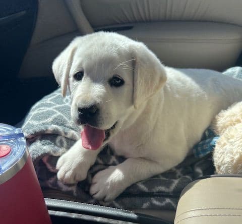 Labrador Retriever Puppies media 6