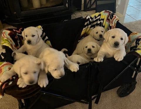 Labrador Retriever Puppies media 7
