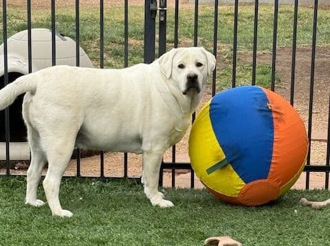 Labrador Retriever Puppies media 8
