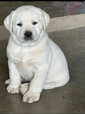 Labrador Retriever Puppies media 9