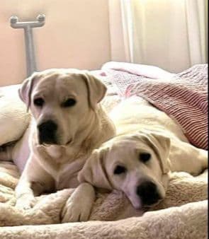 Labrador Retriever Puppies media 11