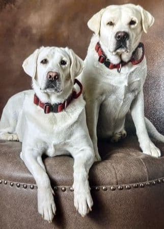 Labrador Retriever Puppies media 13