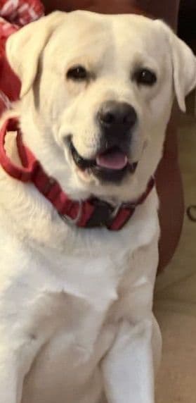 Labrador Retriever Puppies media 14