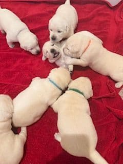 Labrador Retriever Puppies breeder image 5