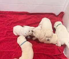 Labrador Retriever Puppies breeder image 3