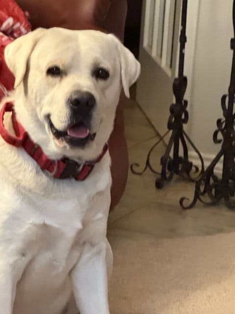 Labrador Retriever Puppies breeder image 6