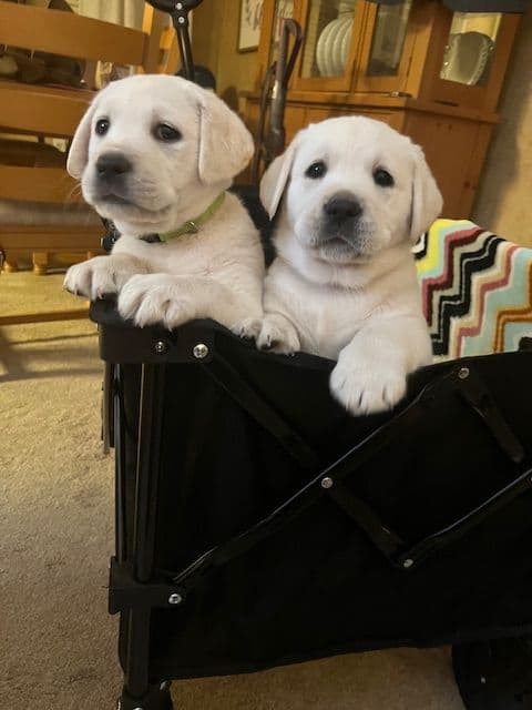 Labrador Retriever Puppies breeder image 7