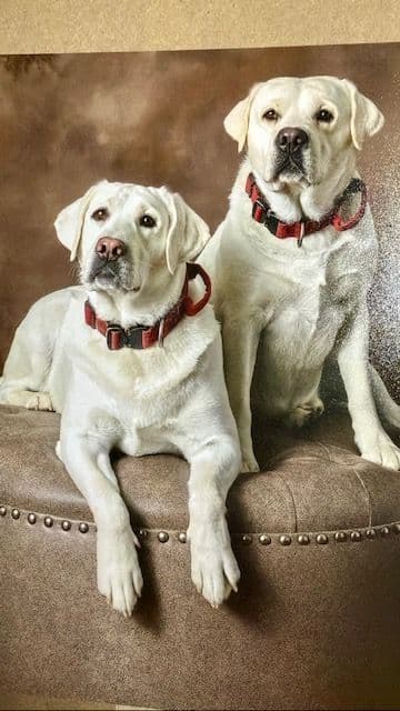 Labrador Retriever Puppies breeder image 9