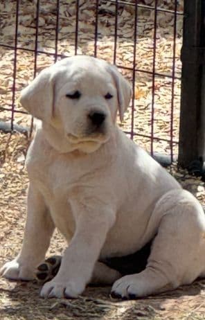 Labrador Retriever Puppies breeder image 10
