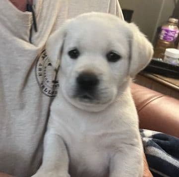 Labrador Retriever Puppies breeder image 13