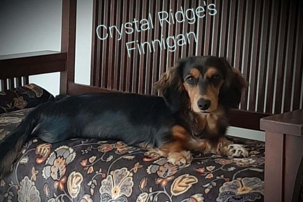 Bouncy baby boys Ready to begin their 1st big adventure 7-24! breeder image 1